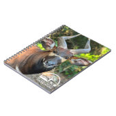 Carnet de Mountain Bongo (Côté gauche)