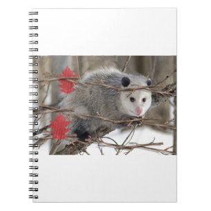 Carnet de nature sur l'opossum