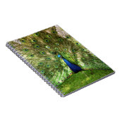 Carnet de notes à spirale de paon (Côté Droit)