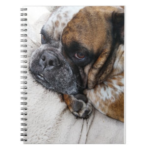 Carnet de notes photo de Bulldog Victorien triste
