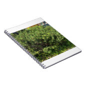 Carnet de notes sur le pin vert dans la nature (Côté Droit)
