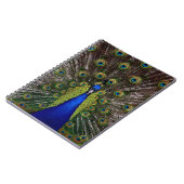 Carnet de paon fier (Côté gauche)