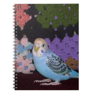 Carnet de perruche