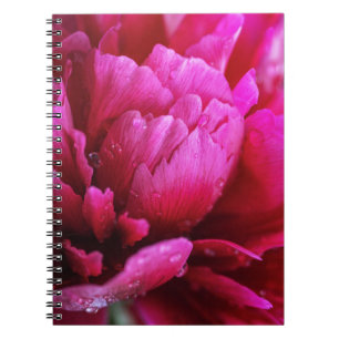 Carnet de Pétales de Fleur de Pivoine Après la Plu