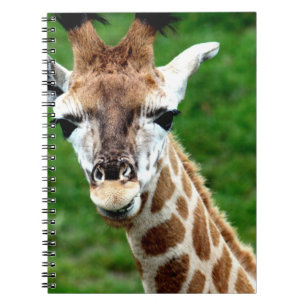Carnet de photo de girafe