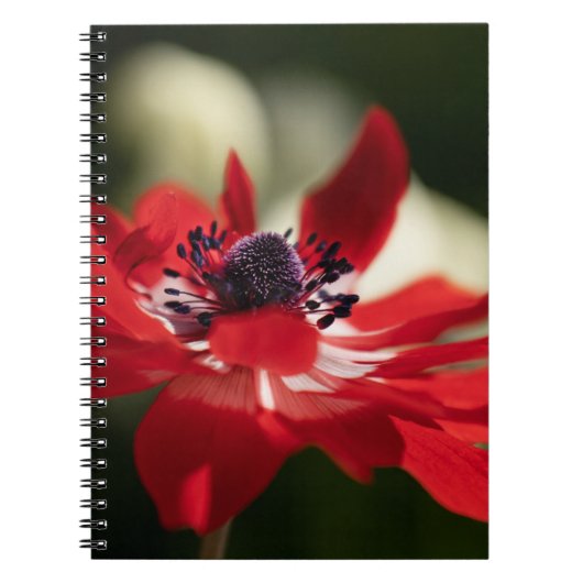 Carnet de photos (80 pages B&W) (Devant)