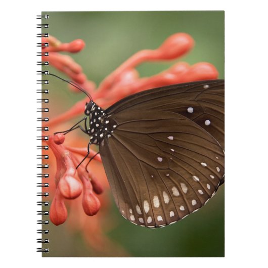 Carnet de photos (80 pages B&W) (Devant)