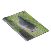Carnet de pigeon dormant (Côté Droit)