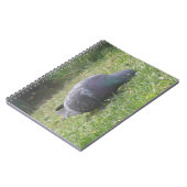 Carnet de pigeon dormant (Côté gauche)