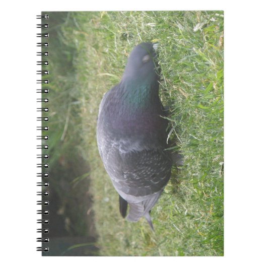 Carnet de pigeon dormant (Devant)