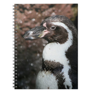 Carnet de pingouin
