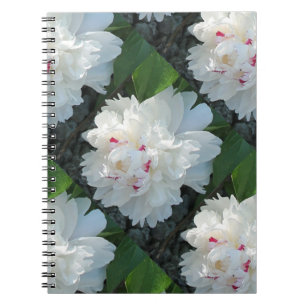 Carnet de pivoine multicoche