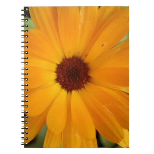 Carnet de pluie orange (Devant)