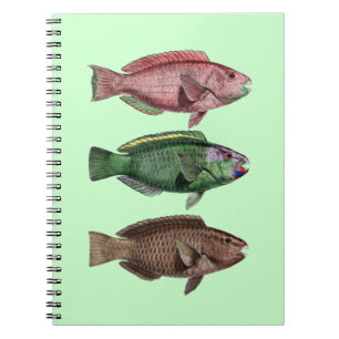 Carnet de poisson perroquet