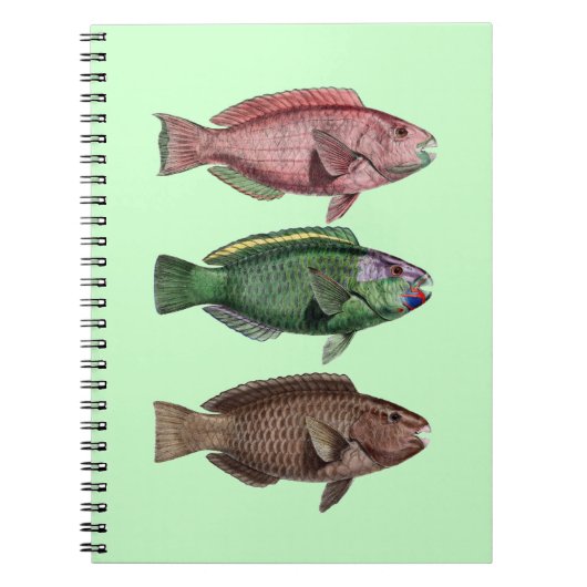Carnet de poisson perroquet (Devant)