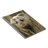 Carnet de porc mignon (Côté Droit)