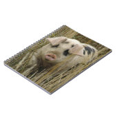 Carnet de porc mignon (Côté gauche)