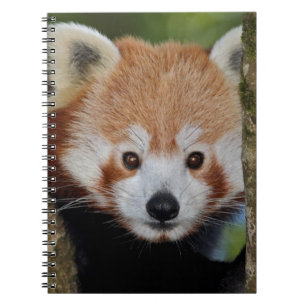 Carnet de portrait de Panda