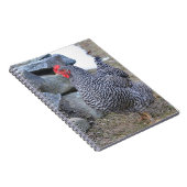 Carnet de poulet (Côté Droit)