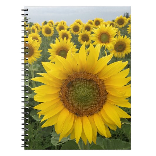 Carnet de récolte de tournesol jaune (Devant)