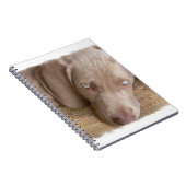 Carnet de sommeil Weimaraner (Côté Droit)