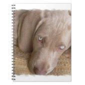 Carnet de sommeil Weimaraner (Devant)