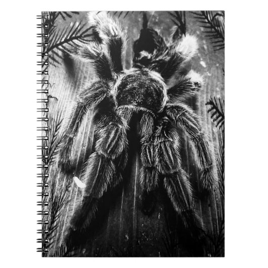 Carnet de tarentule (Devant)