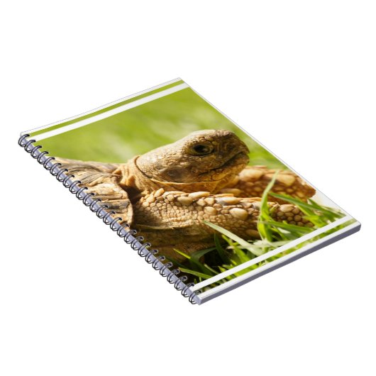 Carnet de tortue (Côté Droit)