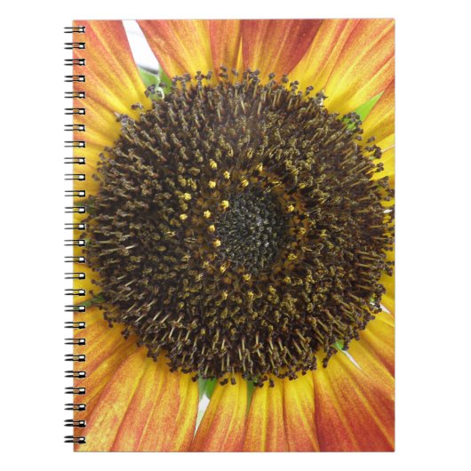 Carnet de tournesol orange (Devant)