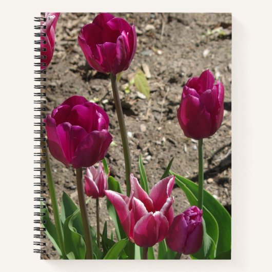 Carnet de tulipes violettes (Devant)