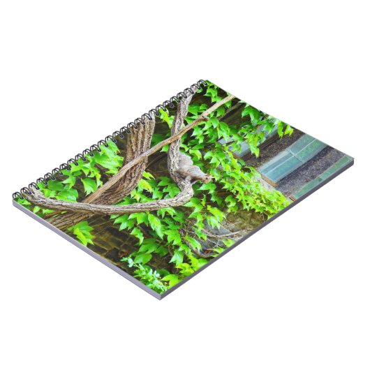 Carnet d'écureuil (Côté gauche)