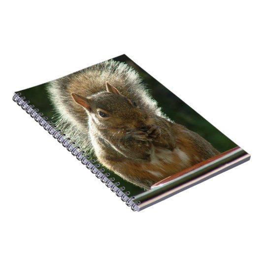 Carnet d'écureuil (Côté Droit)