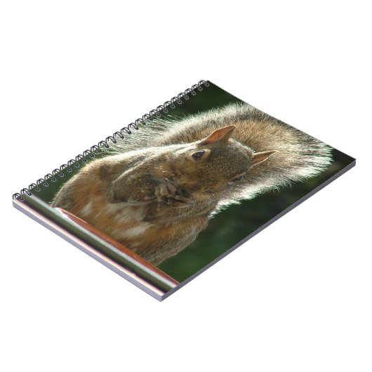 Carnet d'écureuil (Côté gauche)