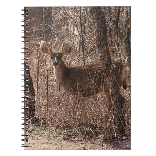 Carnet Deer Stare (Devant)