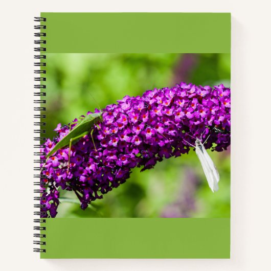 carnet d'énergie de sauterelle verte (Devant)