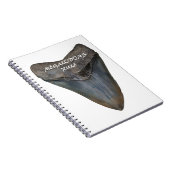 Carnet Dent de requin de Megalodon (Côté Droit)