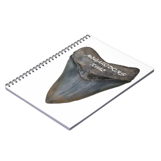 Carnet Dent de requin de Megalodon (Côté gauche)