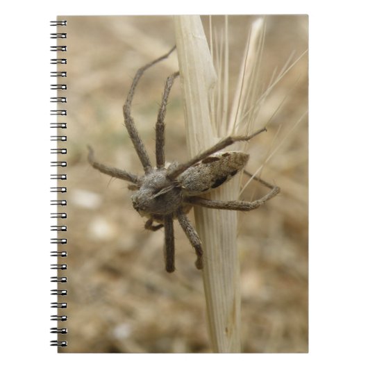 Carnet déplaisant Crawly Spider (Devant)