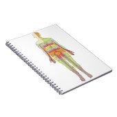 Carnet Dermatomes sensoriels Neurologie (Côté Droit)