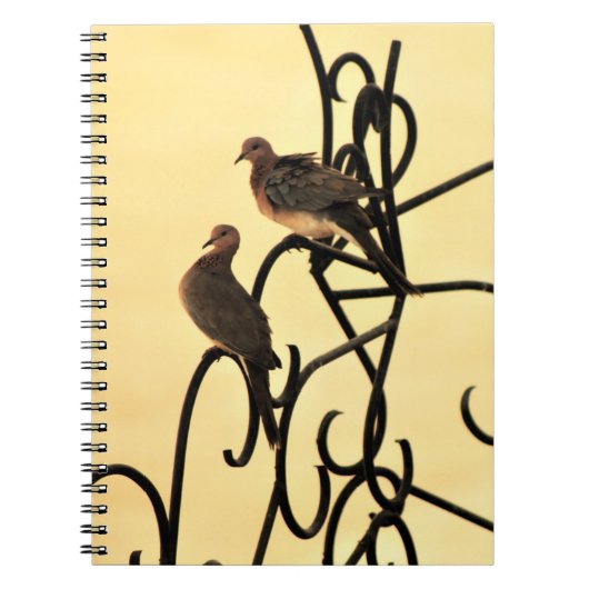 Carnet des colombes du matin (Devant)