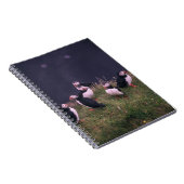 Carnet des Puffins de l'Atlantique (Côté Droit)