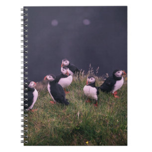 Carnet des Puffins de l'Atlantique