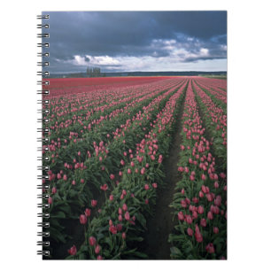 Carnet Des tulipes roses et rouges brillent sous un ciel