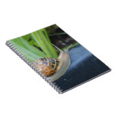 carnet d'escargot (Côté Droit)