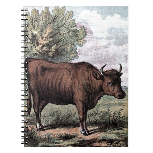 Carnet Dessin Vintage: Heifer rouge (Devant)