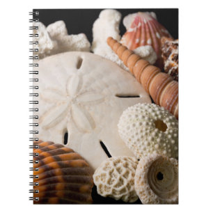 Carnet Détail de coquillages du monde entier