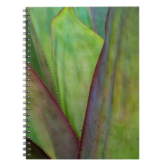 Carnet Détail de la plante d'Agave (Devant)