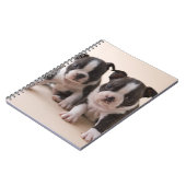 Carnet Deux chiots de Boston Terrier (Côté gauche)