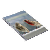 Carnet Deux Finches Flirtent. (Côté Droit)