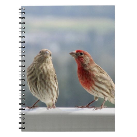 Carnet Deux Finches Flirtent. (Devant)